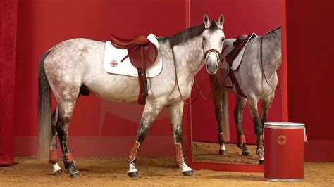 hermes chevaux